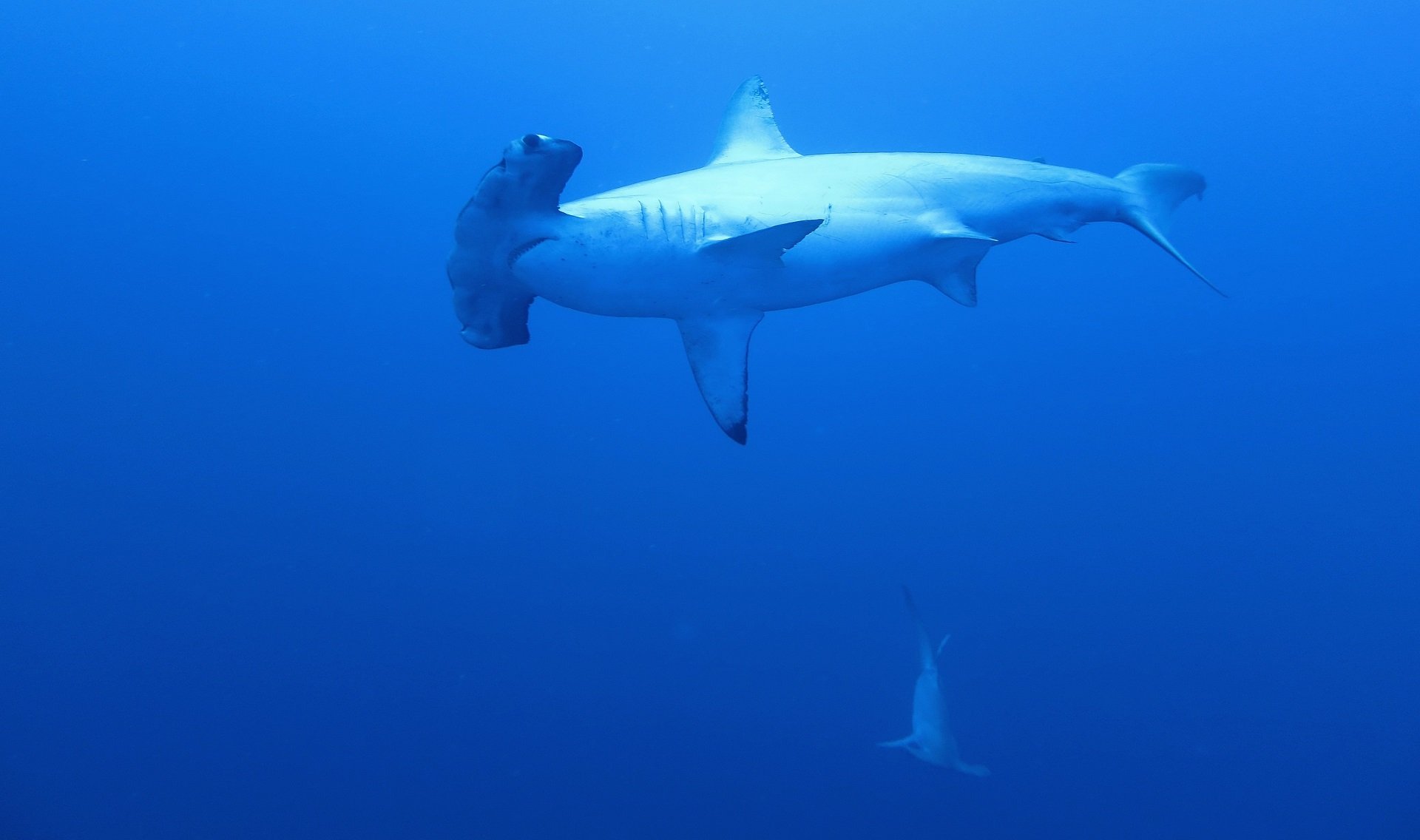 Hamerhaaien duikvakanties Dive and Travel